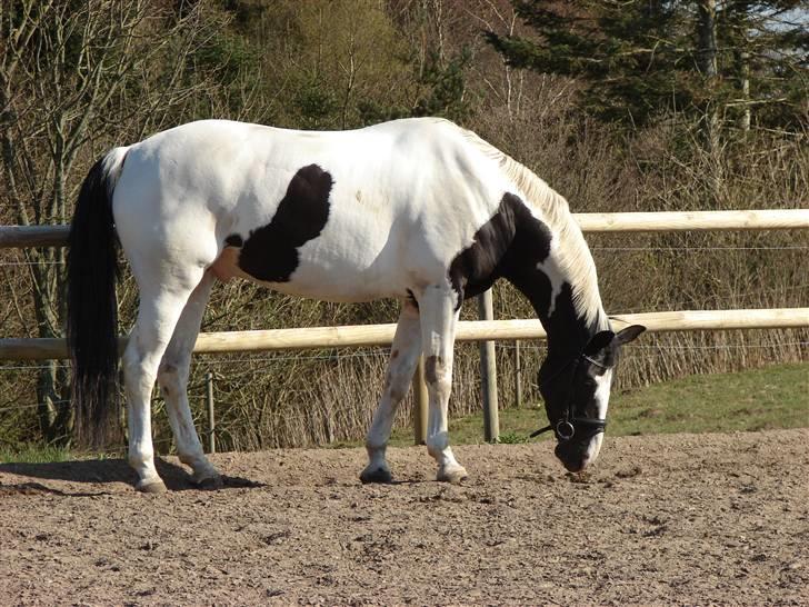 Pinto Sergio Tattani billede 10