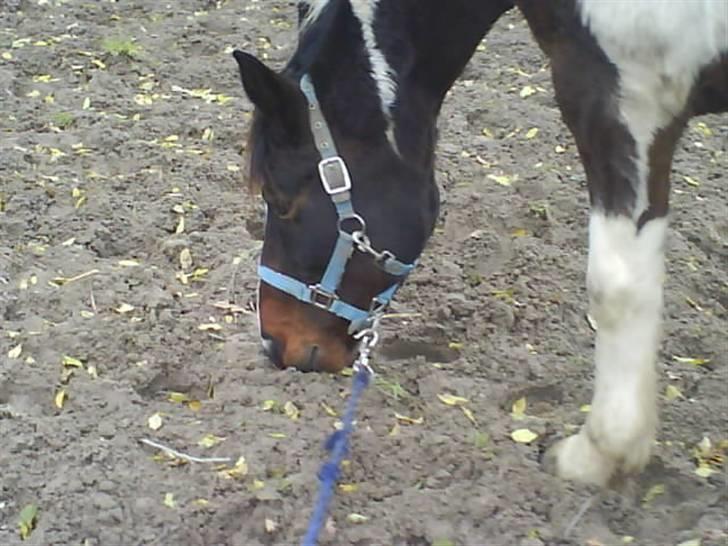 Pinto <3<3Tipi<3<3 billede 1