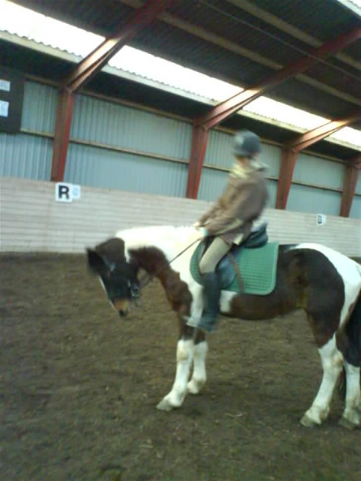 Pinto <3<3Tipi<3<3 billede 2