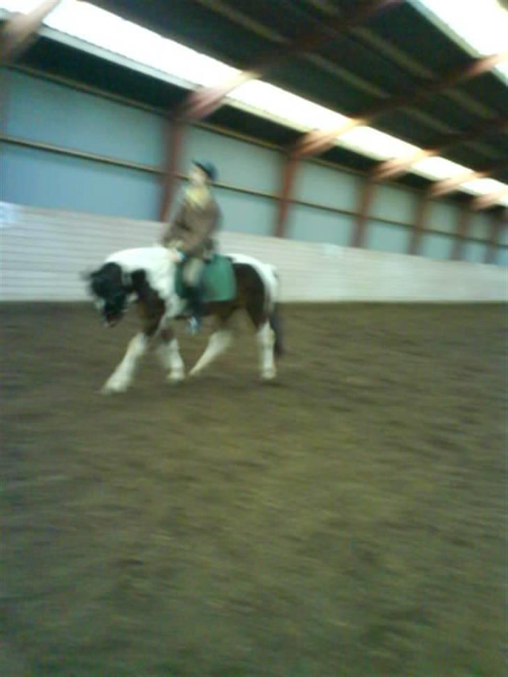 Pinto <3<3Tipi<3<3 billede 3