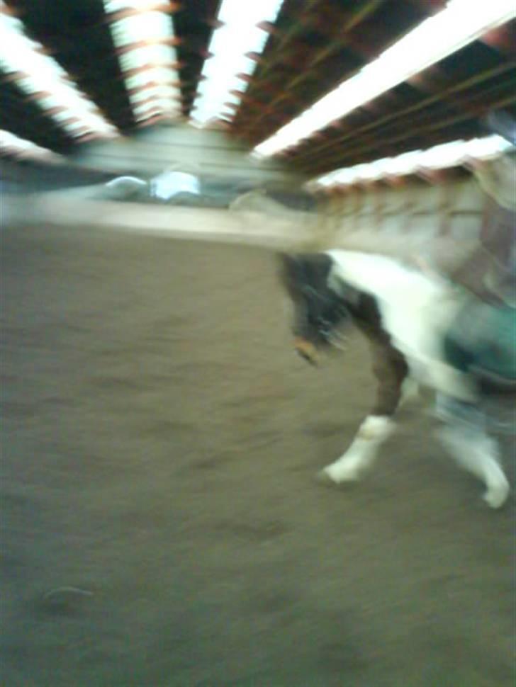 Pinto <3<3Tipi<3<3 billede 4