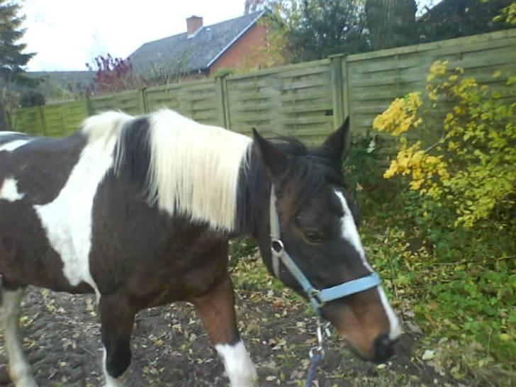 Pinto <3<3Tipi<3<3 billede 5