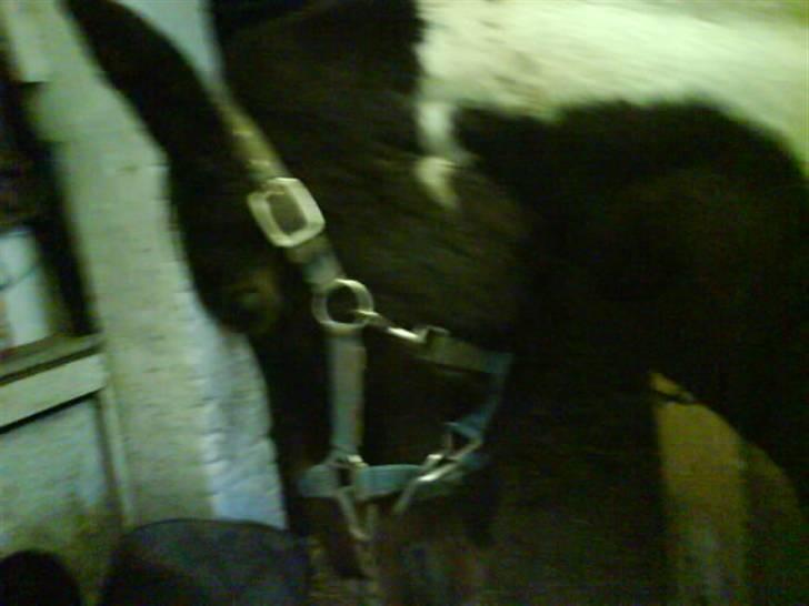 Pinto <3<3Tipi<3<3 billede 6