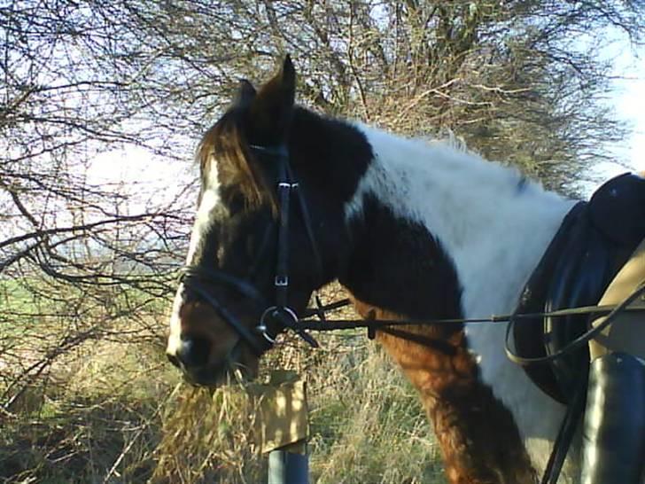 Pinto <3<3Tipi<3<3 billede 8