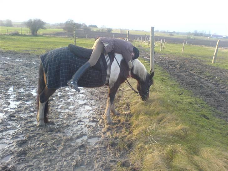 Pinto <3<3Tipi<3<3 billede 12