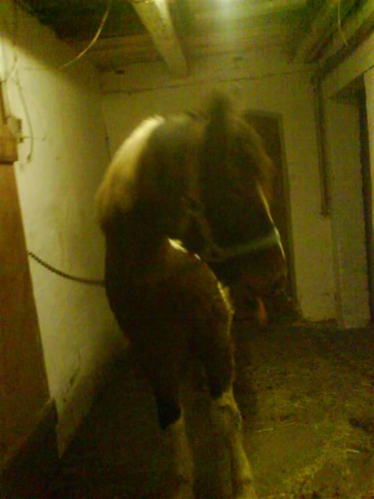 Pinto <3<3Tipi<3<3 billede 13