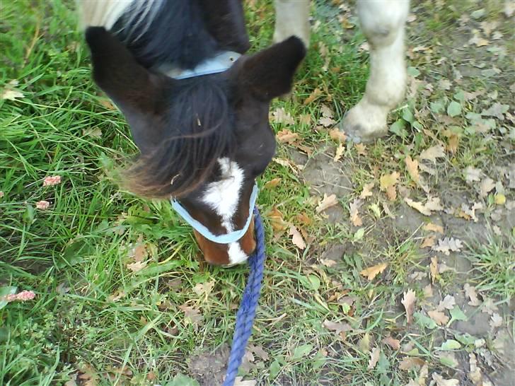 Pinto <3<3Tipi<3<3 billede 14