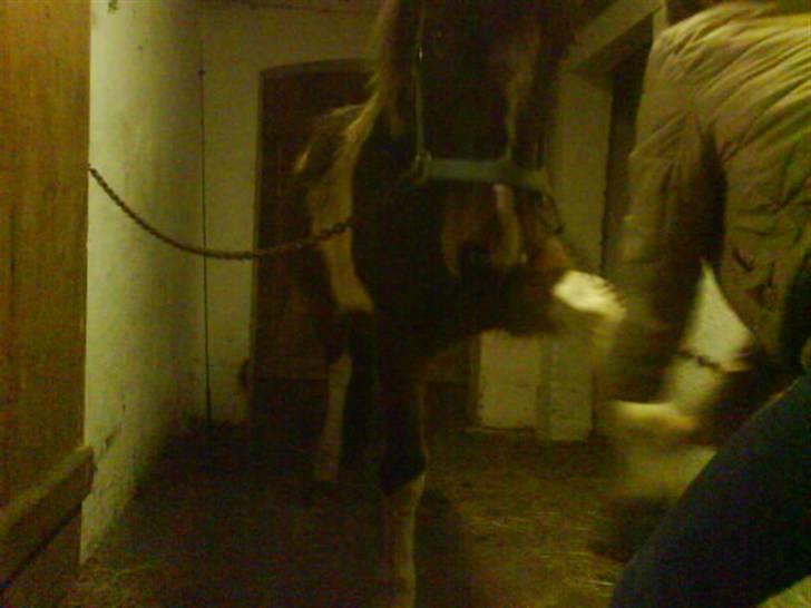 Pinto <3<3Tipi<3<3 billede 15