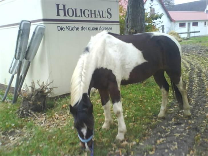 Pinto <3<3Tipi<3<3 billede 16