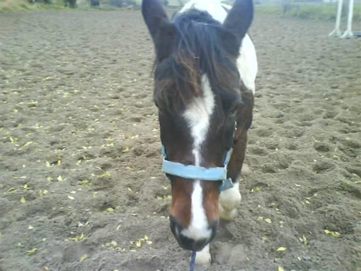 Pinto <3<3Tipi<3<3 billede 17