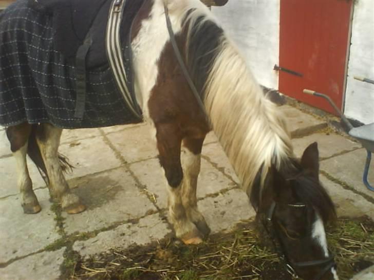 Pinto <3<3Tipi<3<3 billede 18