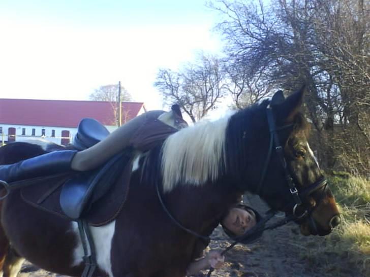 Pinto <3<3Tipi<3<3 billede 19