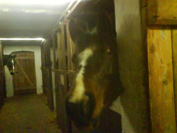 Pinto <3<3Tipi<3<3 billede 20