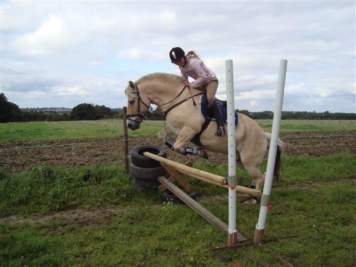 Fjordhest Duks (redet) - goddag og velkommen til Duks´ens profil - Stine og Duks springer. foto; mig. billede 1