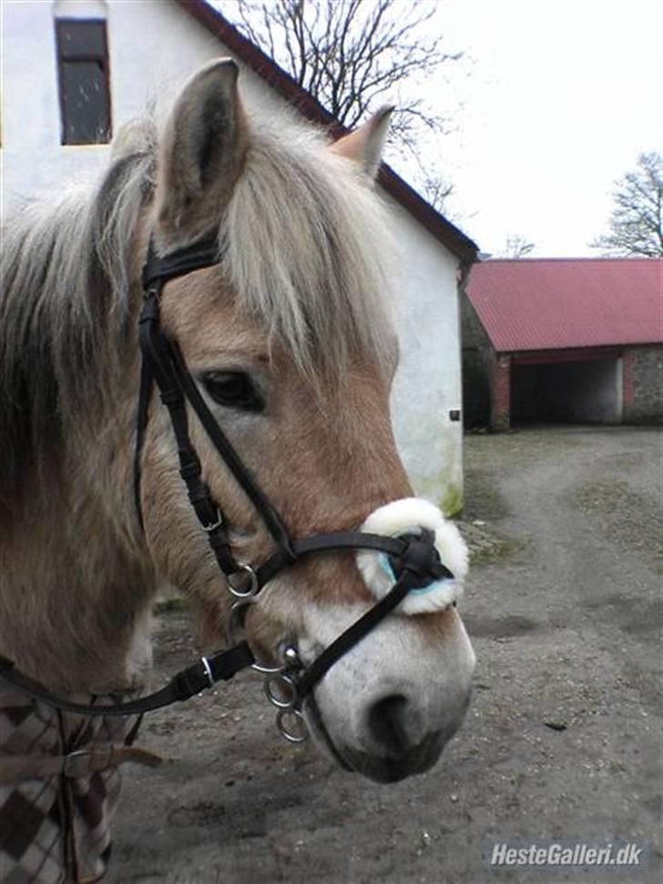 Fjordhest Duks (redet) - Duks (: billede 2