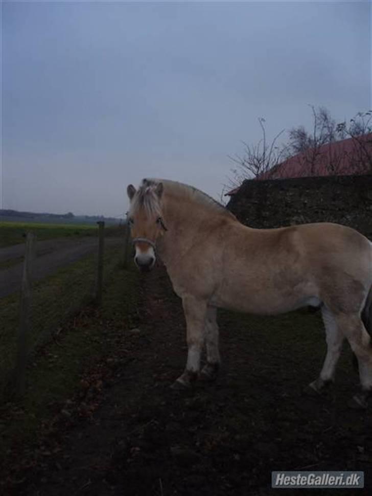 Fjordhest Duks (redet) - Liidt snavset ? ;b  billede 3