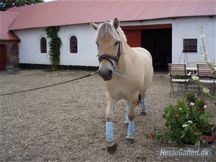 Fjordhest Duks (redet) - Longeret billede 4