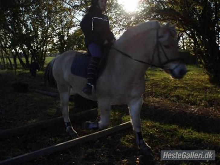 Fjordhest Duks (redet) - Lige over en bom :b ( første gang vi rider til undervisning ) billede 5