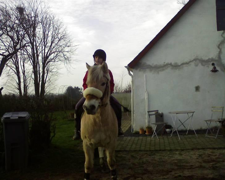 Fjordhest Duks (redet) billede 6