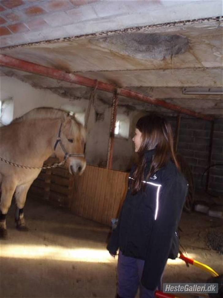 Fjordhest Duks (redet) - Stalden d:  billede 7