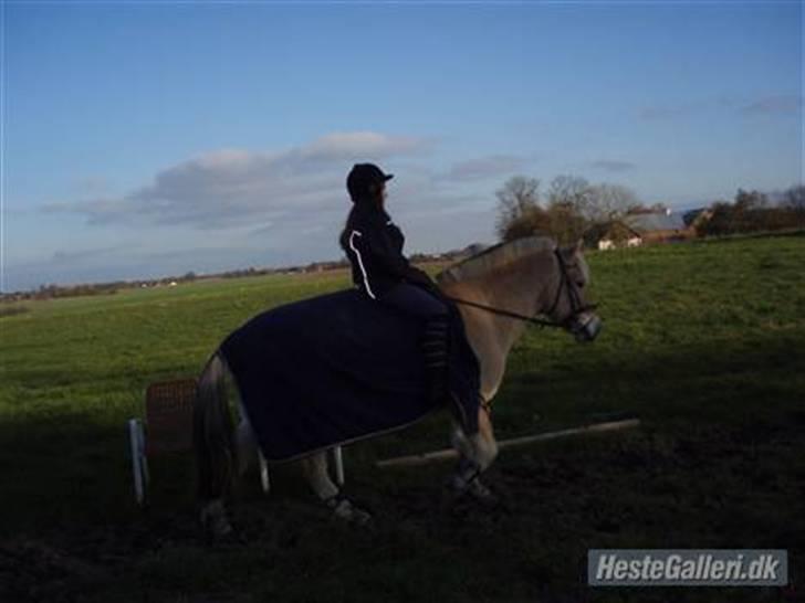 Fjordhest Duks (redet) - Opvarmning ;b ( førstegang vi red til undervisning) billede 8