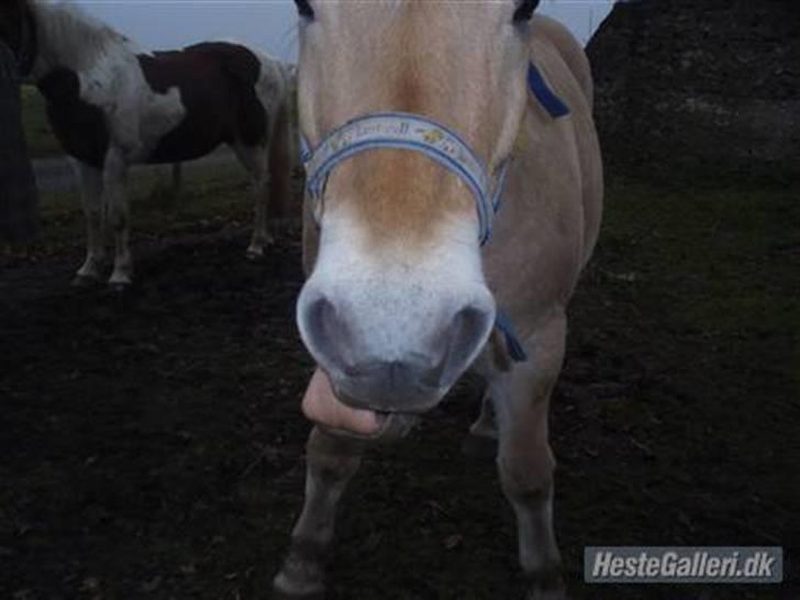 Fjordhest Duks (redet) - mmmhhh duks rækker tunge til DIG xD billede 9
