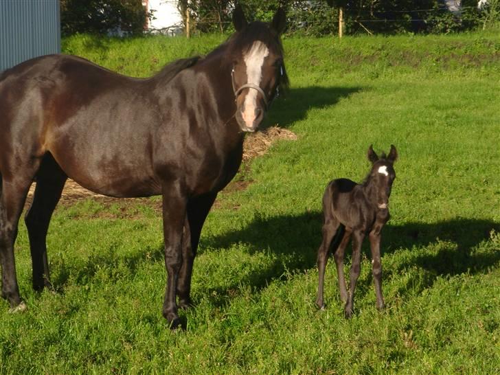 Connemara Knastens-Mari *SOLGT* billede 1