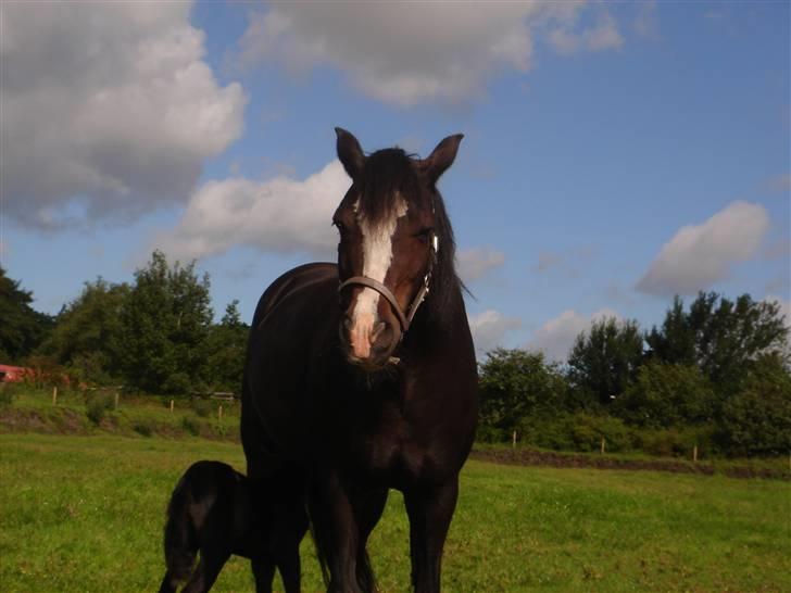 Connemara Knastens-Mari *SOLGT* billede 2