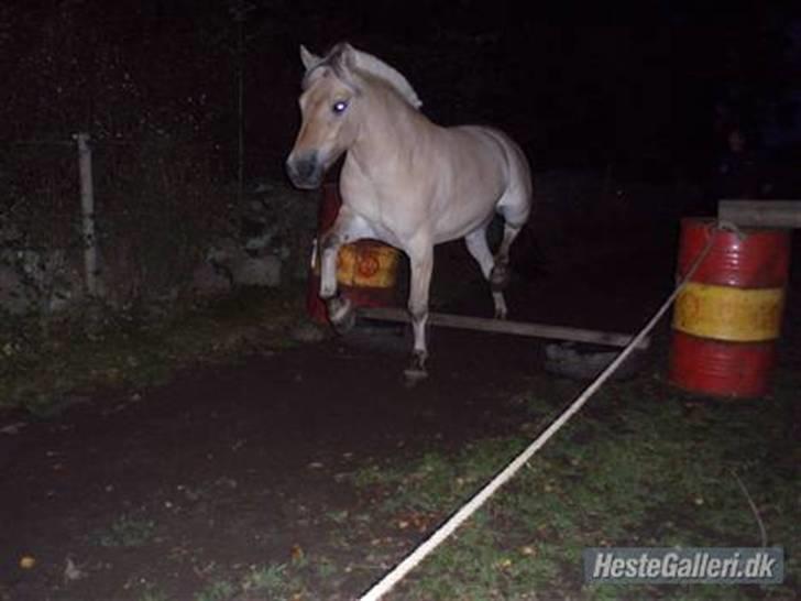 Fjordhest Duks (redet) - løsspringning (Stines yndingsbillede) total kært ?xD billede 10