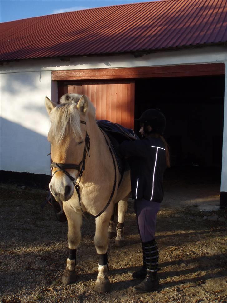 Fjordhest Duks (redet) - Haha, Anna kan ikke spænde min gjord, for jeg gør mig bare tyk. muhahaha :D billede 11