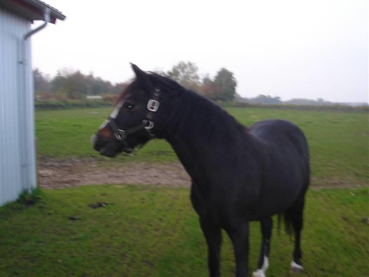 Connemara Knastens-Mari *SOLGT* billede 3