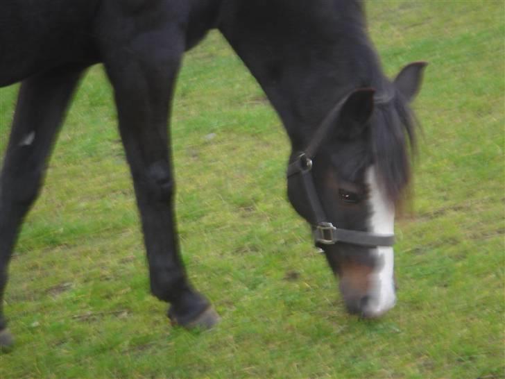 Connemara Knastens-Mari *SOLGT* billede 4