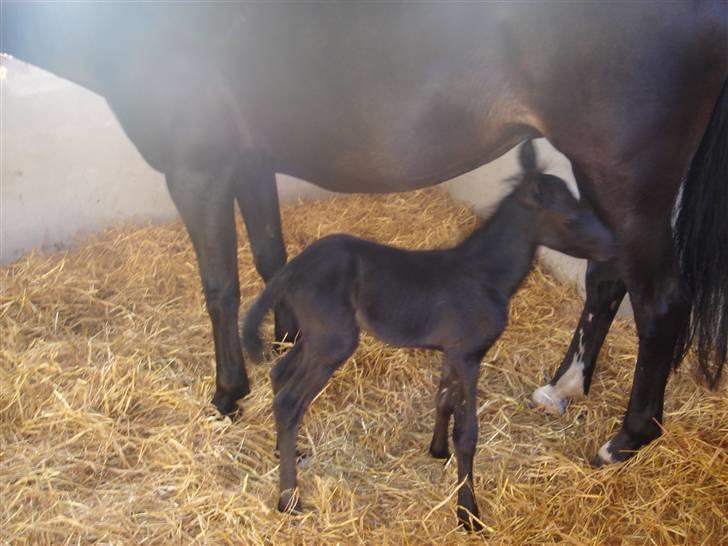 Connemara Knastens-Mari *SOLGT* billede 5