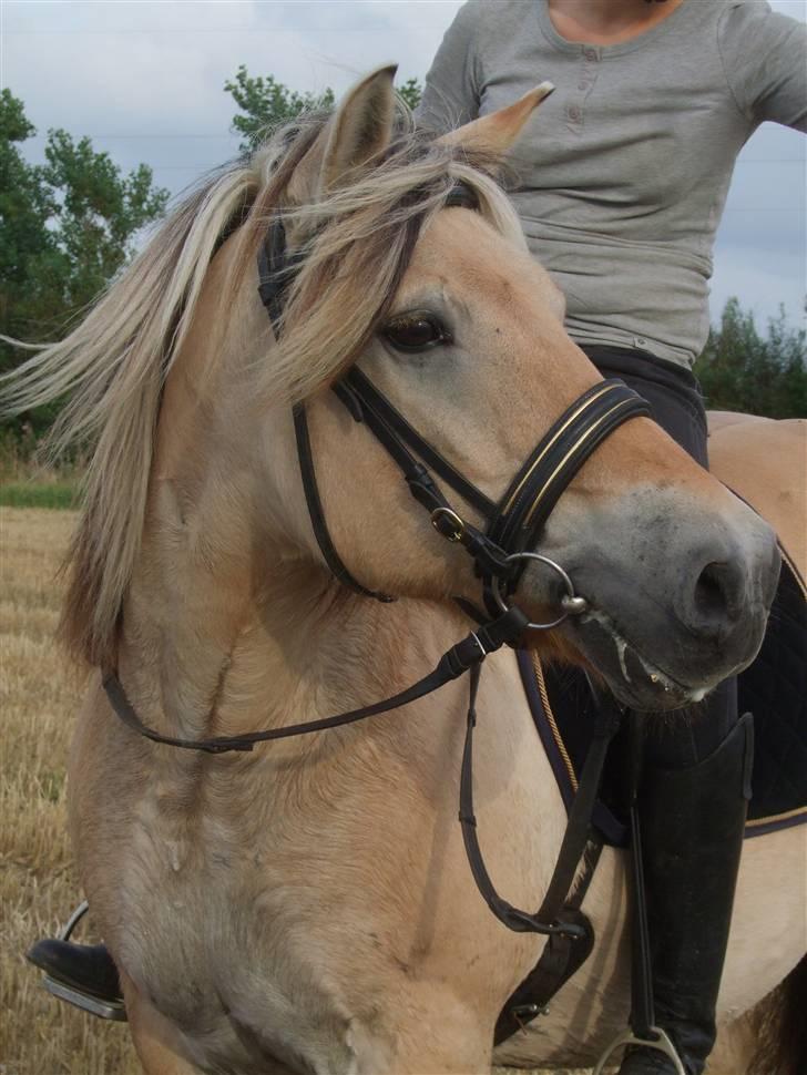 Fjordhest Picasso af Fjordlund (: . - på stubmarken. d. 25. august! yndlingsbilledet :-* foto: bedsteveninden (LLLLL) billede 1