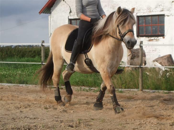 Fjordhest Picasso af Fjordlund (: . - fuld fart over feltet - i skridt xD ! på ridebanen. d. 25. august! foto: bedsteveninden (LLL) billede 2