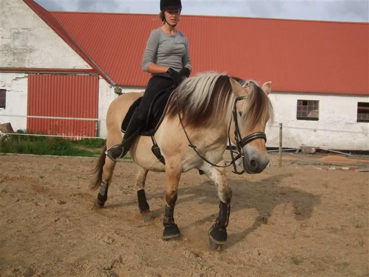 Fjordhest Picasso af Fjordlund (: . - hold kæft det går stærk ö på ridebanen. d. 25. august! foto: bedsteveninden (LLL) billede 3