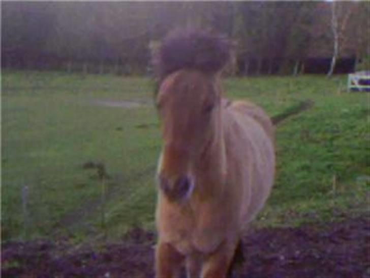 Islænder Rimfaxi - huhej hvor det går..... :) billede 8