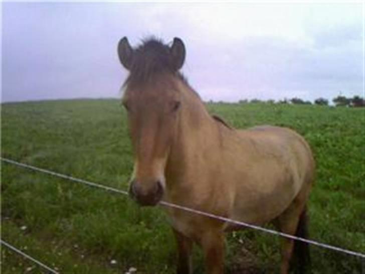 Islænder Rimfaxi - Rimfaxi på sin "gamle" mark. billede 9