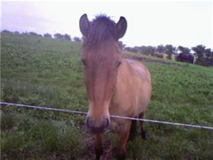 Islænder Rimfaxi - Rimfaxi på sin "gamle" mark. billede 10