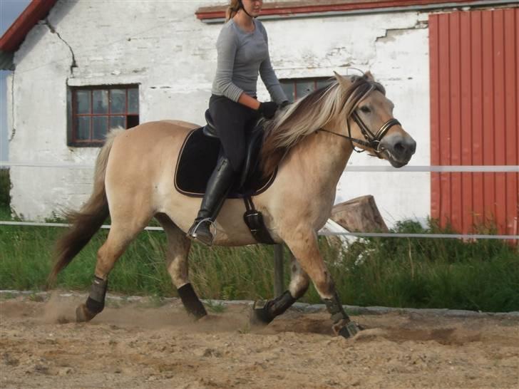 Fjordhest Picasso af Fjordlund (: . - i trav ö på vej ind på volte - derfor lidt "underligt"! xD på ridebanen. d. 25. august! foto: bedsteveninden (LLL) billede 4