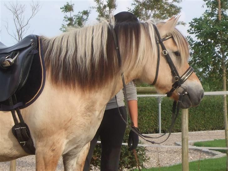 Fjordhest Picasso af Fjordlund (: . - venter på jeg for taget mig sammen til at stige op xD ! på ridebanen. d. 25. august. foto: bedsteveninden (LLL) billede 5