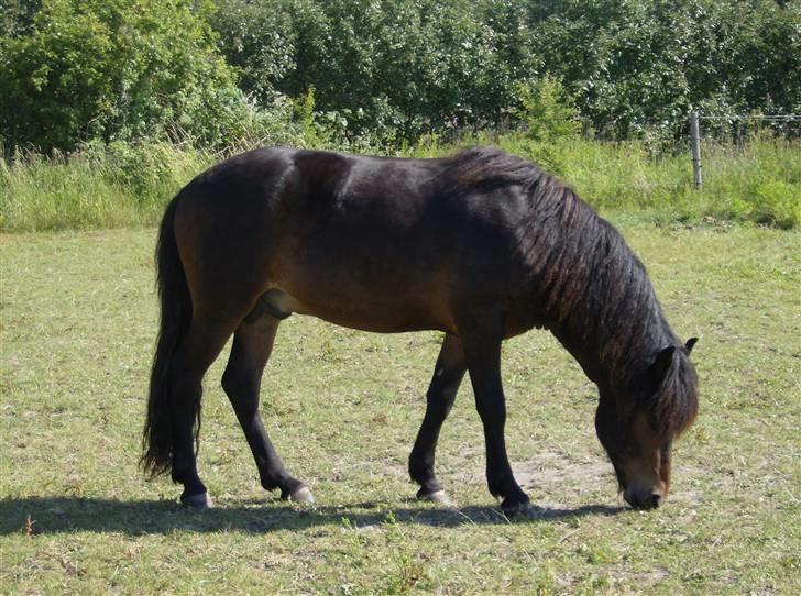 Islænder Aron fra Blesastödum 1A - Aron sommer 2006 billede 2