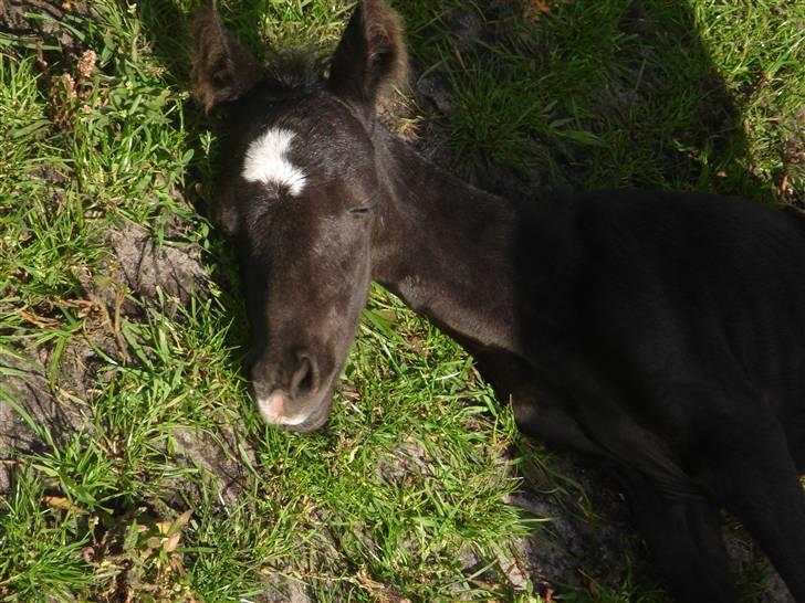 Connemara Knastens-Mari *SOLGT* billede 7