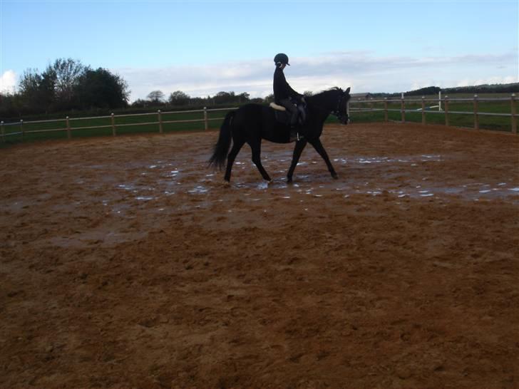 Connemara Knastens-Mari *SOLGT* billede 8