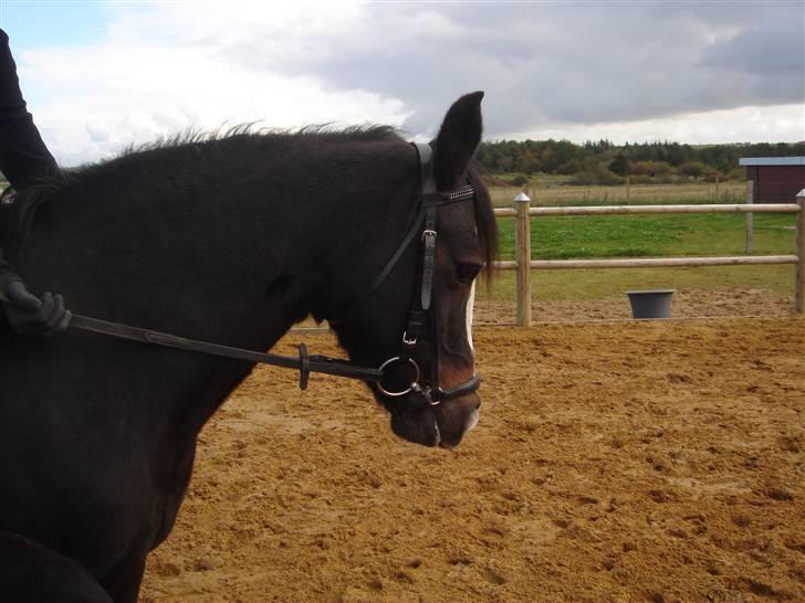 Connemara Knastens-Mari *SOLGT* billede 9