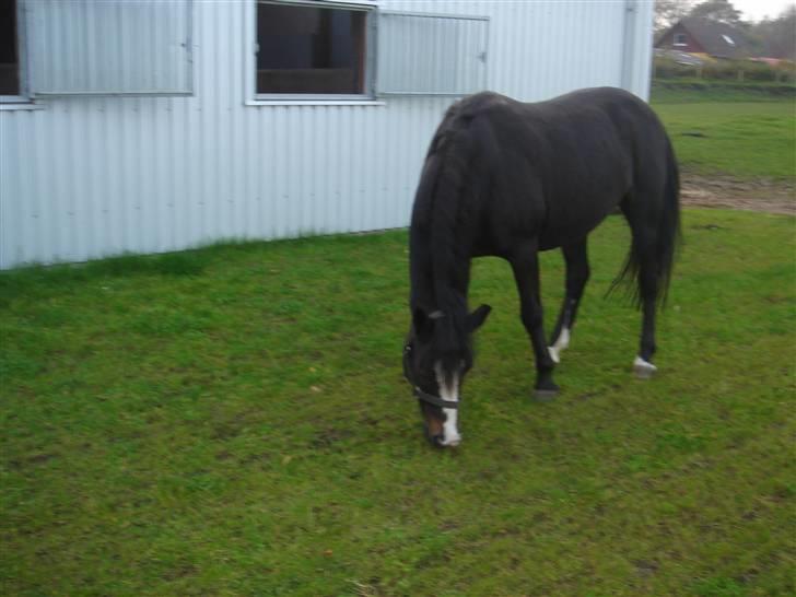 Connemara Knastens-Mari *SOLGT* billede 10