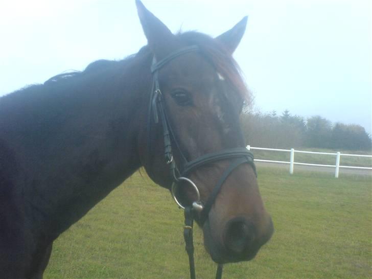 Traver Lague Bork billede 6