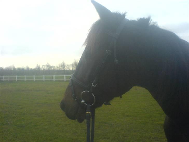 Traver Lague Bork billede 8