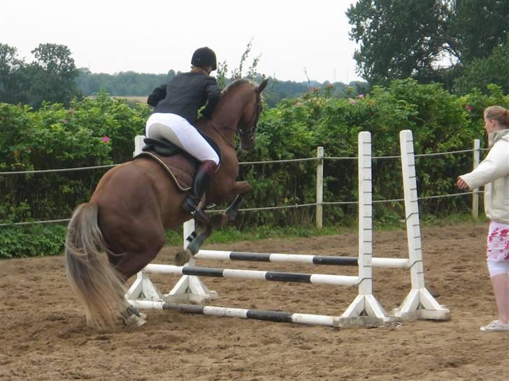 Welsh Partbred (Sec F) zeus - opvarmningen til første spring stævner billede 4