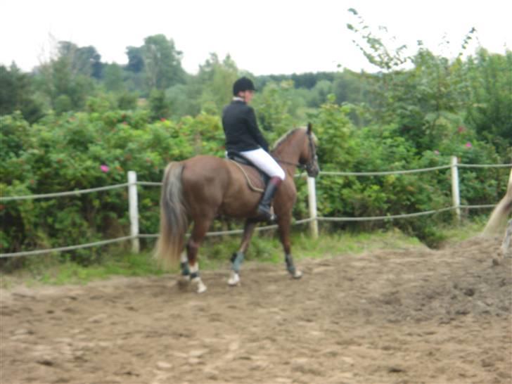 Welsh Partbred (Sec F) zeus - første stævne billede 5